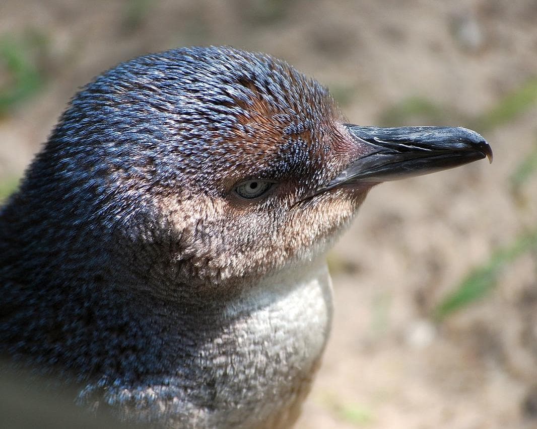 Melbourne & the Great Ocean Road Rundreise