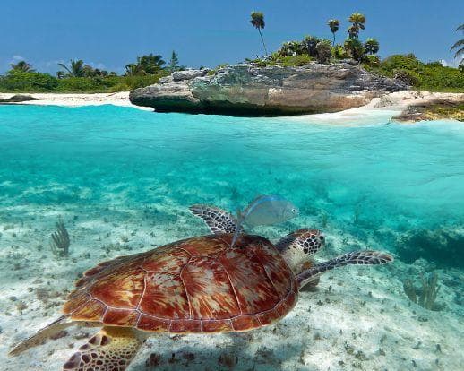 Yucatán y Caribe Mexicano