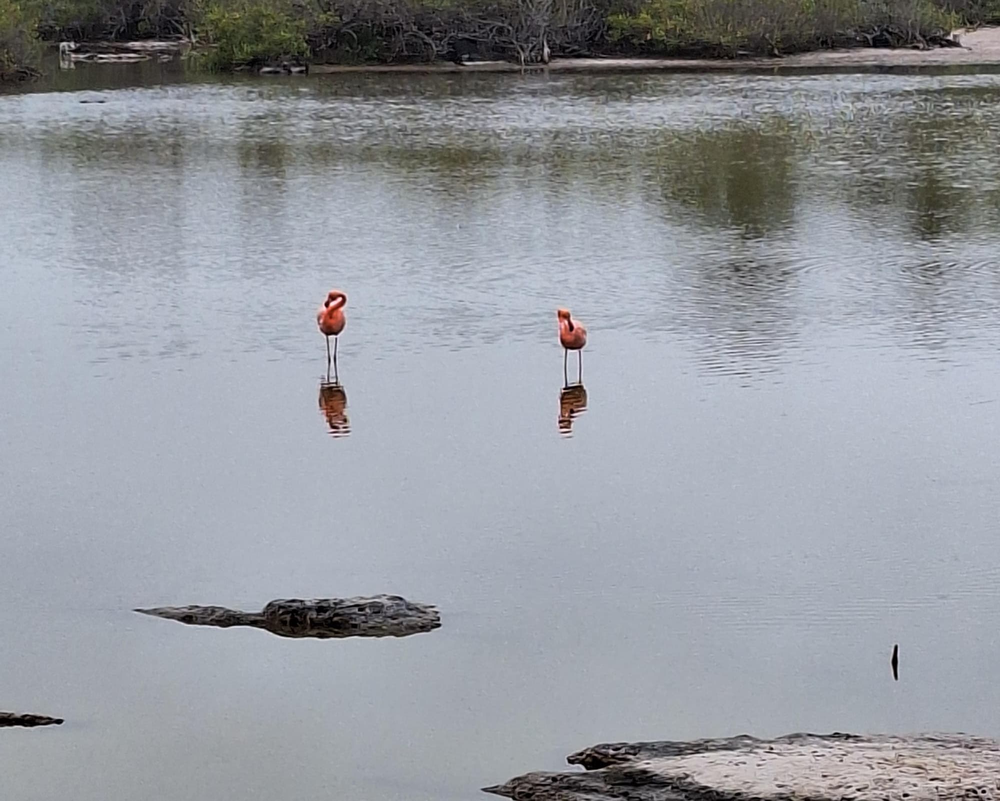 Santa Cruz & Isabela 5 dias