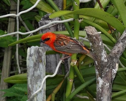 SV Sea Pearl Segelkreuzfahrt (Sommerprogramm ab/an Praslin) 6 Nächte