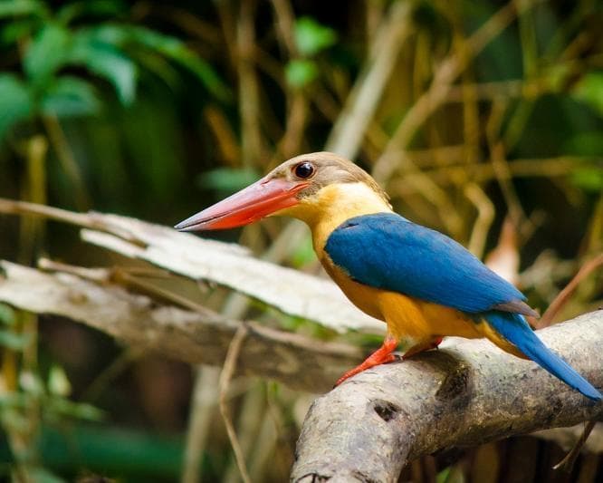 Kurztour "4 Tage Taman Negara"