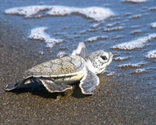 Pura Vida Exclusivo TUI