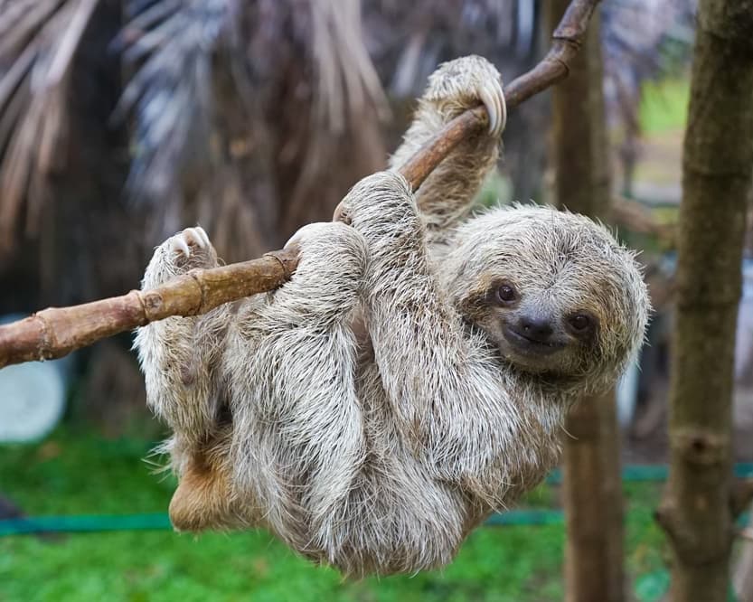 Contrastes de Costa Rica con Manuel Antonio - Tour Regular