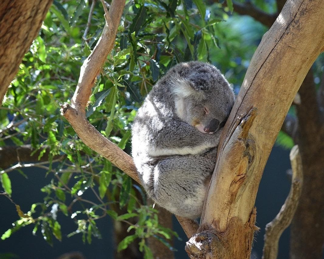 Sydney & the Blue Mountains Rundreise