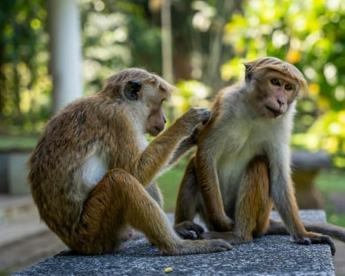 Tour Sri Lanka: 31/03/26