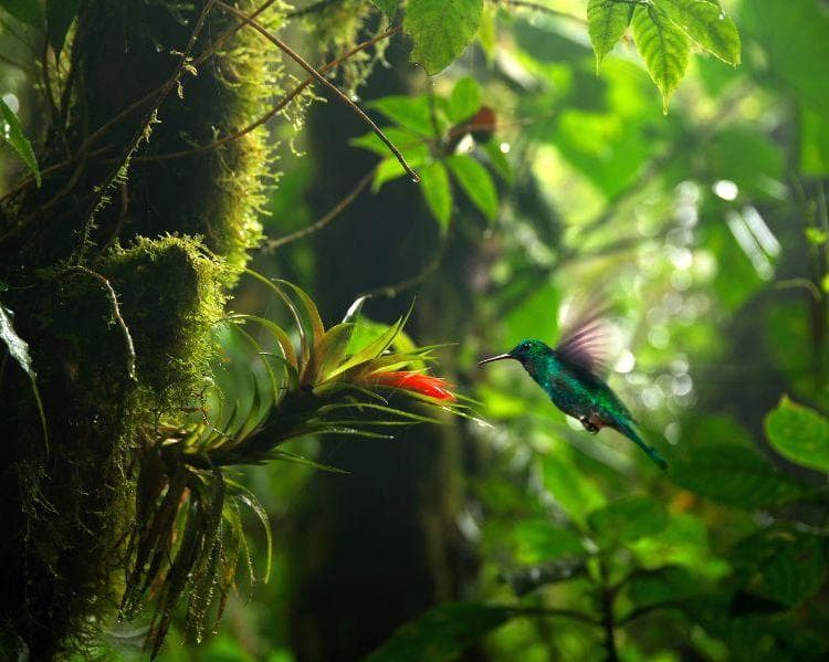 New Year's Eve in Costa Rica