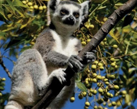 Rundreise "Madagaskar: Menschen und Lemuren"