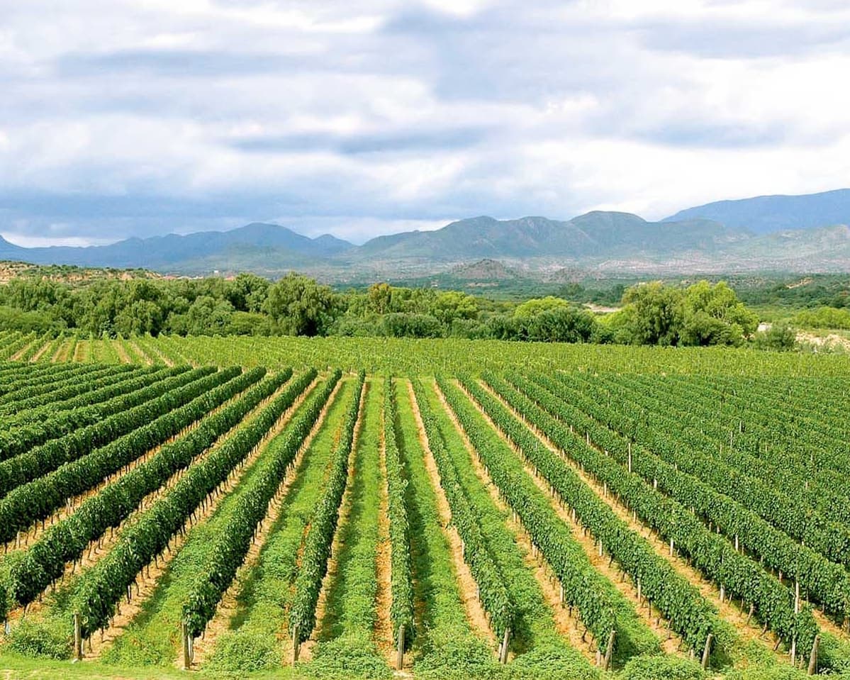 Carnaval 2026 - Comadres Tarija