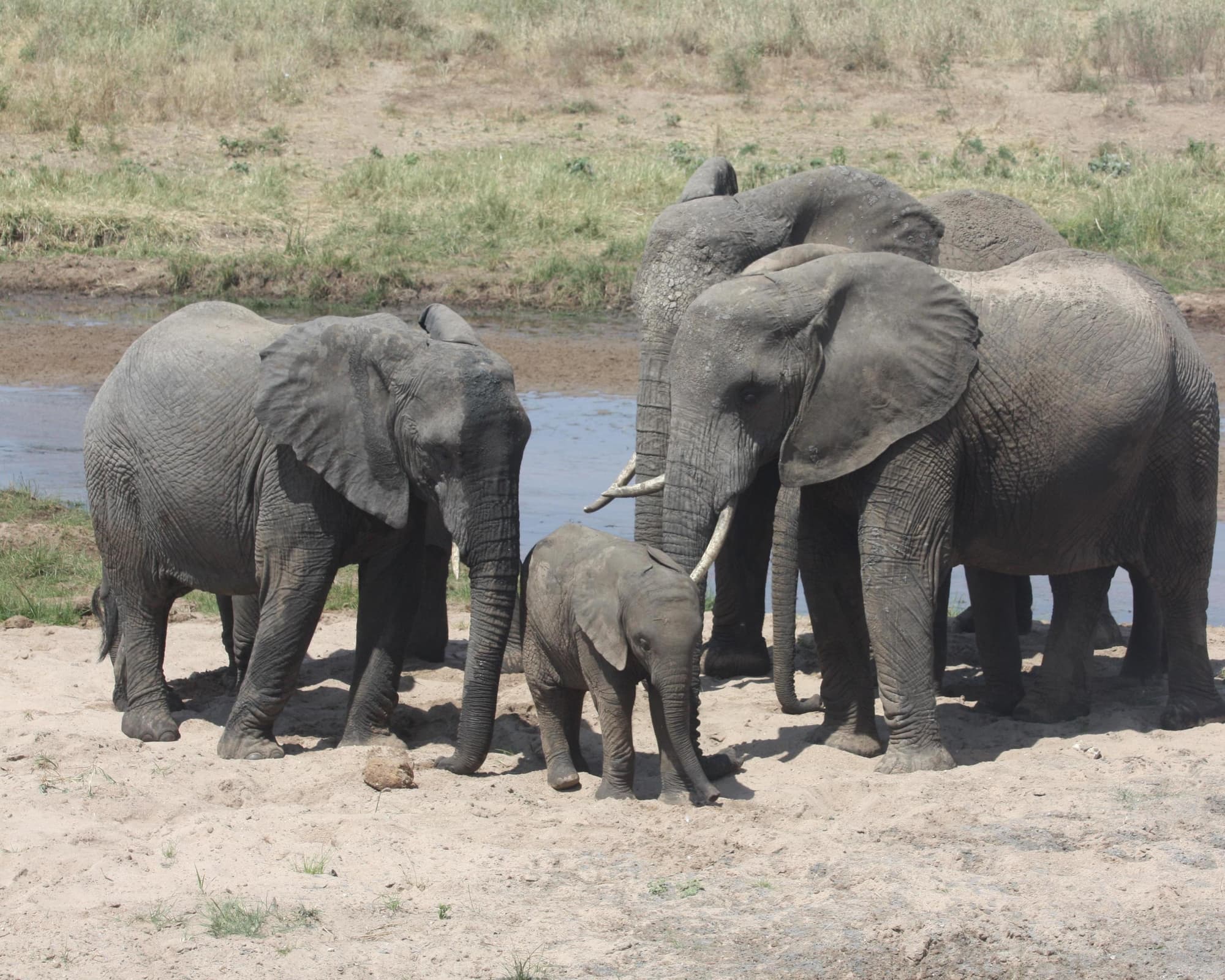 Safari "Mini Tansania"