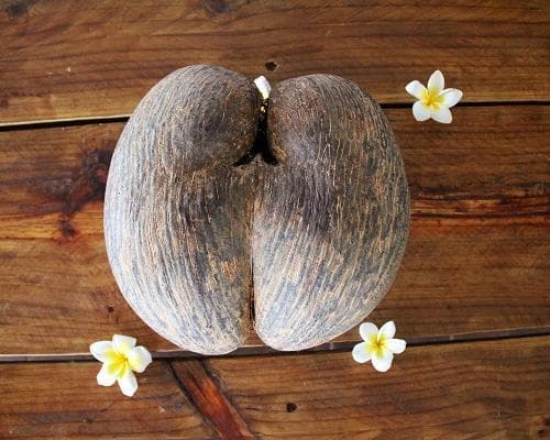 SV Sea Pearl Segelkreuzfahrt (Sommerprogramm ab/an Praslin) 6 Nächte