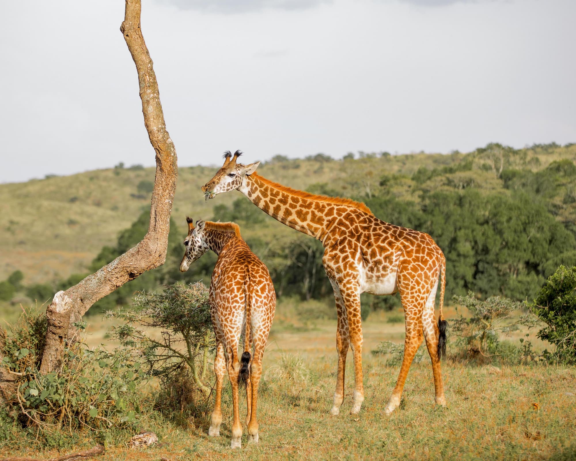 Flugsafari "Serengeti, Ngorongoro & Lake Manyara" (ab Arusha bis Sansibar)