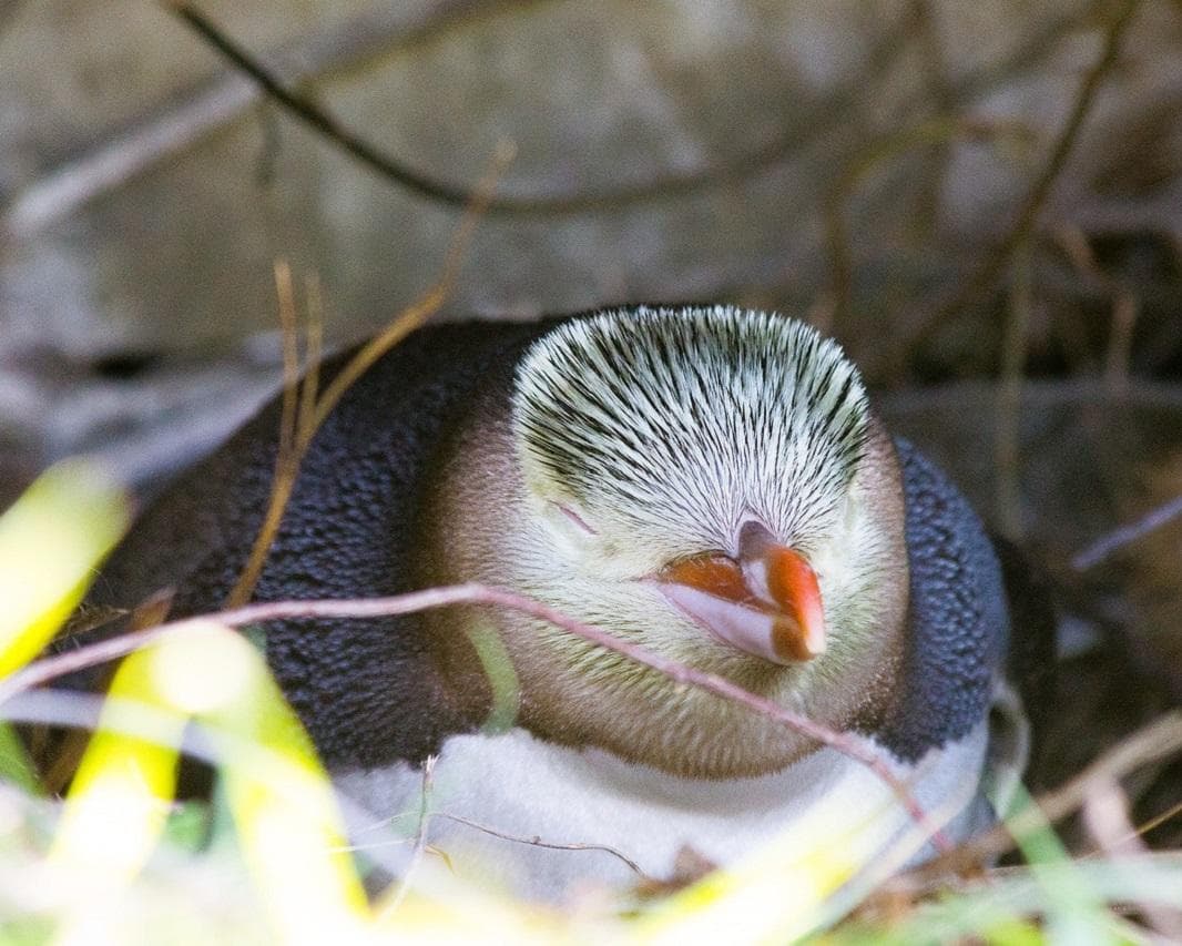 Neuseeland - Höhepunkte der Südinsel Rundreise