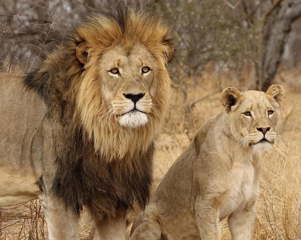 Safari  "Kruger Nationalpark" (3 Tage)