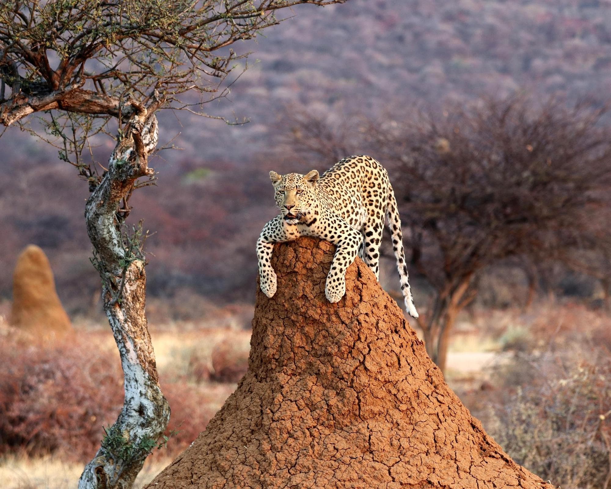 Encantos da Namíbia