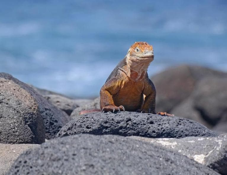 Rundreise "Galapagos Island Hopping"