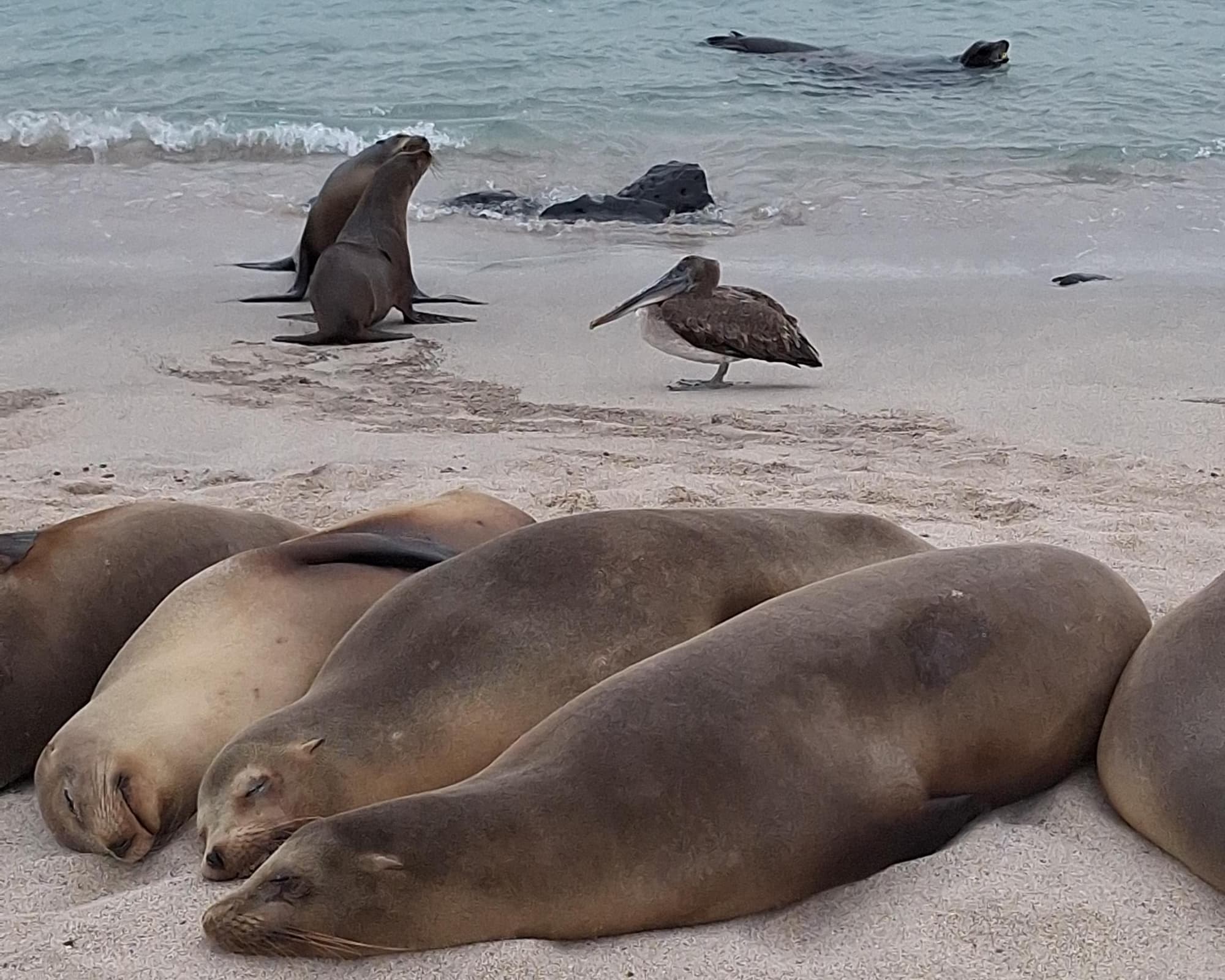 Quito and Galapagos 8 days