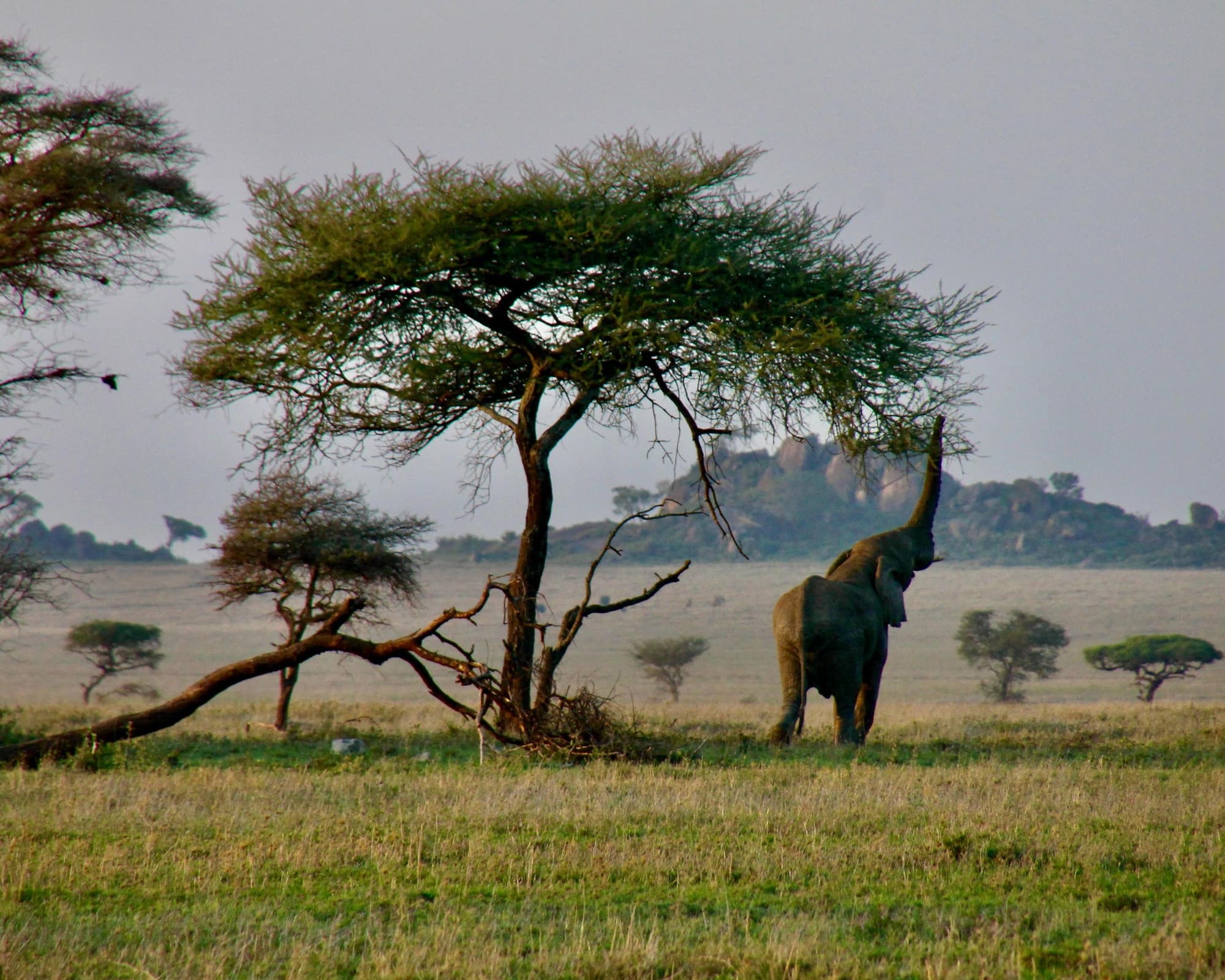Flugsafari "Serengeti, Ngorongoro & Lake Manyara" (ab Arusha bis Sansibar)