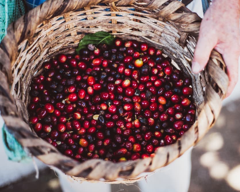 Contrastes de Costa Rica con Manuel Antonio - Tour Regular