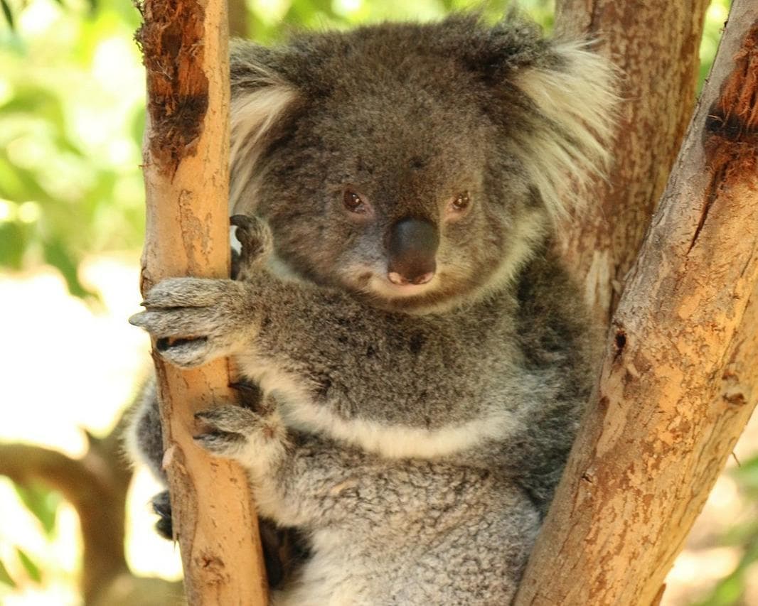 Melbourne & the Great Ocean Road Rundreise