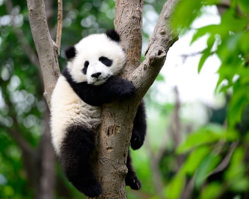 CIRCUITO CHINA + TIBETE  OUTUBRO