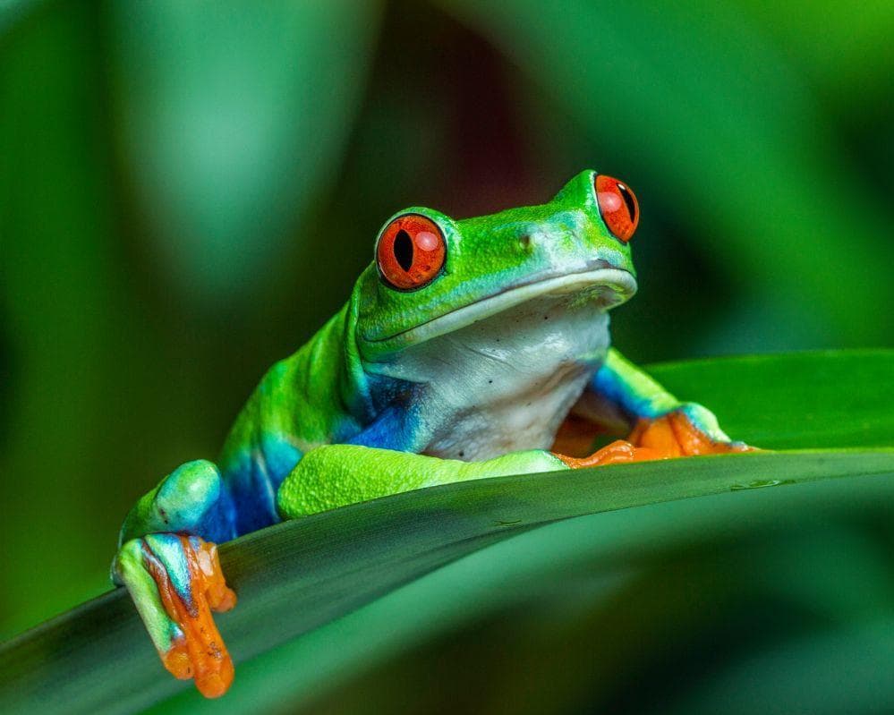 EXPLORE COSTA RICA & PANAMA Foreste, Vulcani e Vie d'Acqua