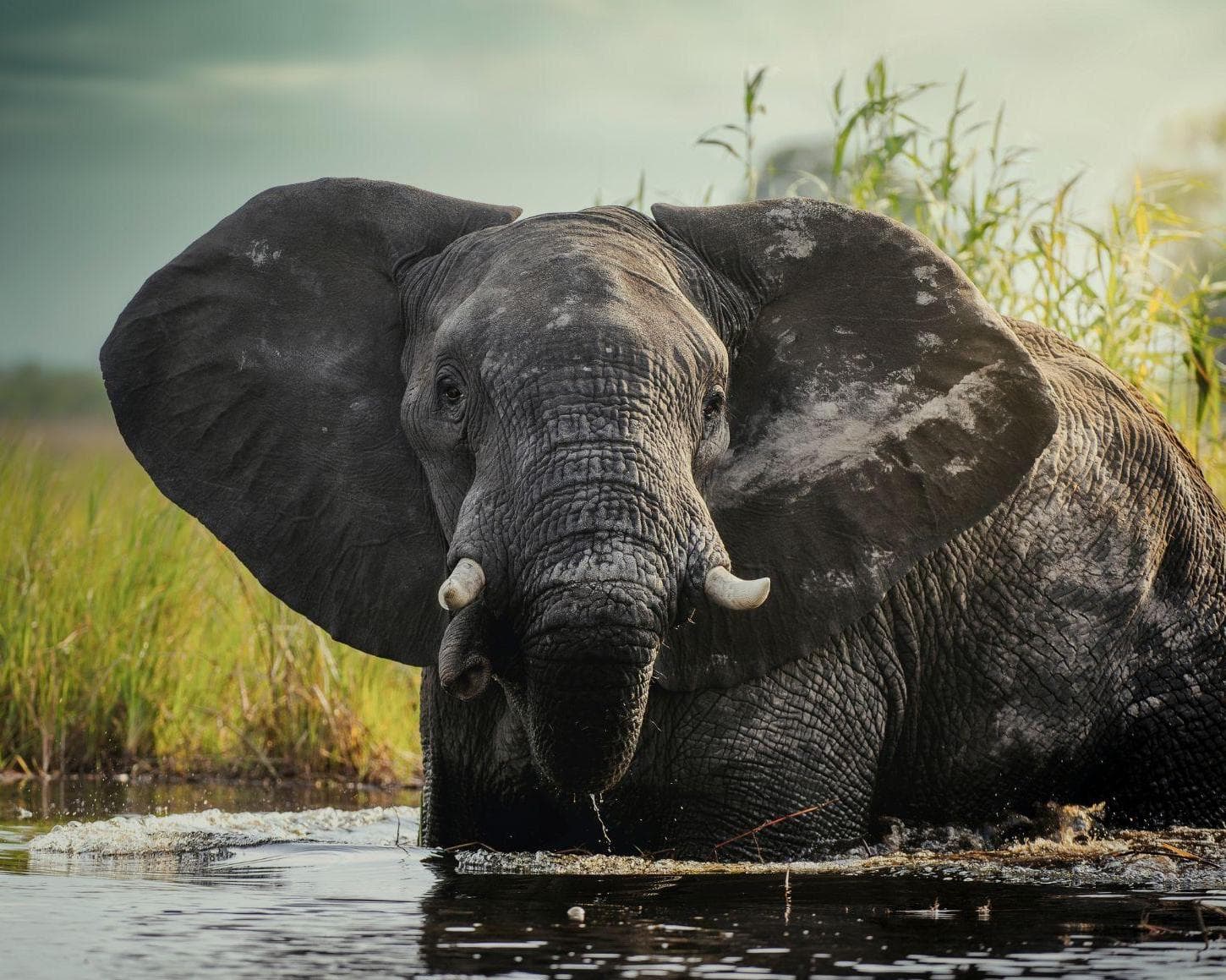 Cataratas y Parques de Botsuana