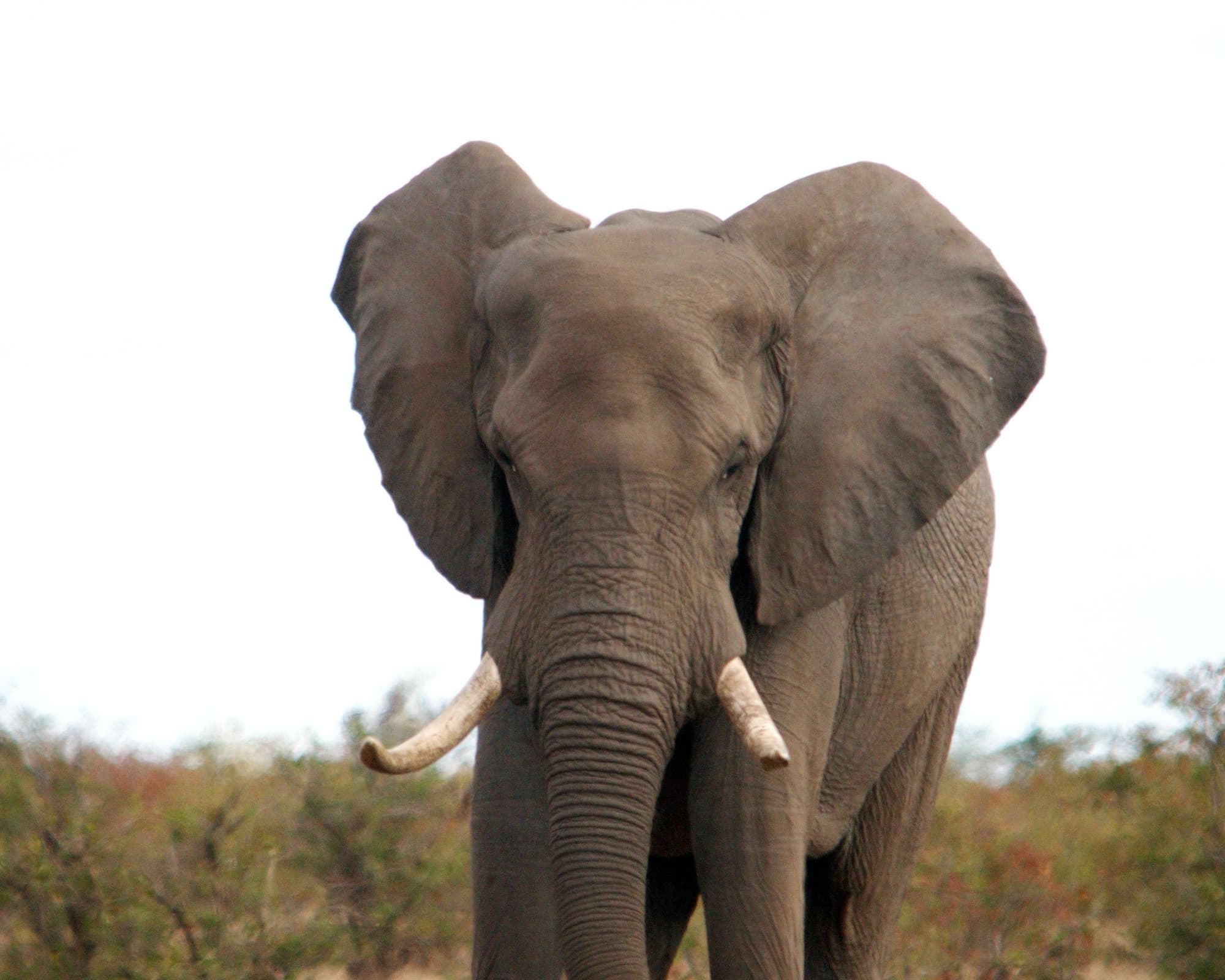 Safari "Entdeckung der Wildnis"