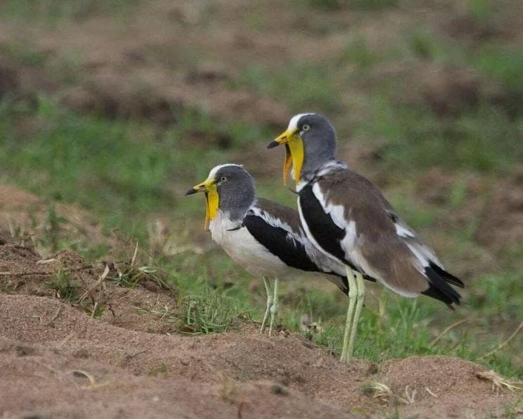 Safari "Ruaha Nationalpark" (ab/bis Dar es Salaam)