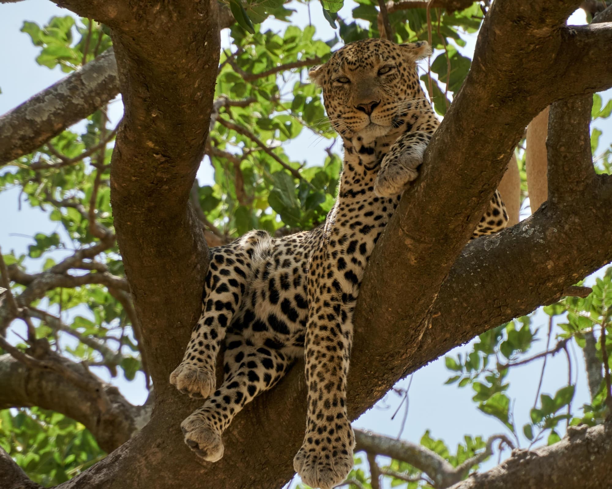 Flugsafari "Serengeti, Ngorongoro & Lake Manyara" (ab Arusha bis Sansibar)