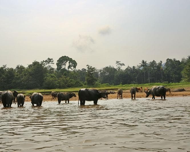 Kurztour "3 Tage Taman Negara"