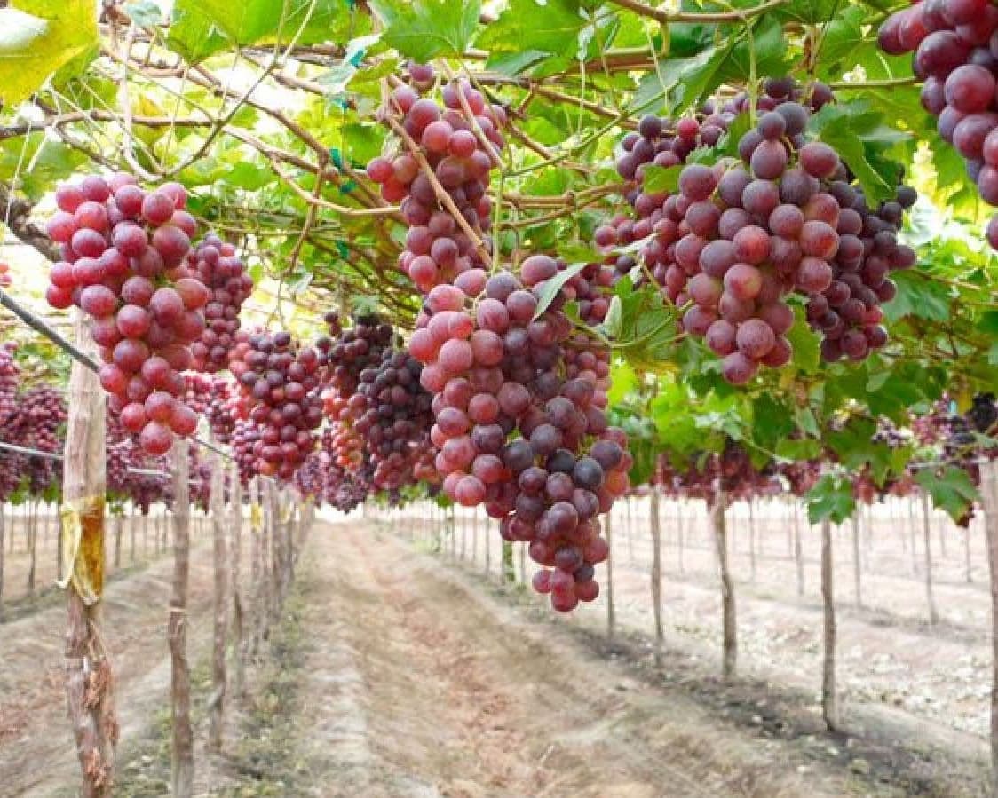 Carnaval 2026 - Comadres Tarija