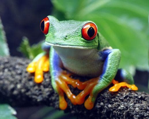 Tortuguero con Manuel Antonio - Fly & Drive