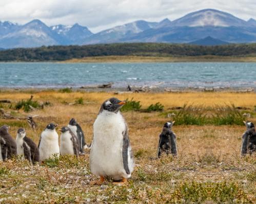 Argentina, Chile + Cruzeiro na Patagónia