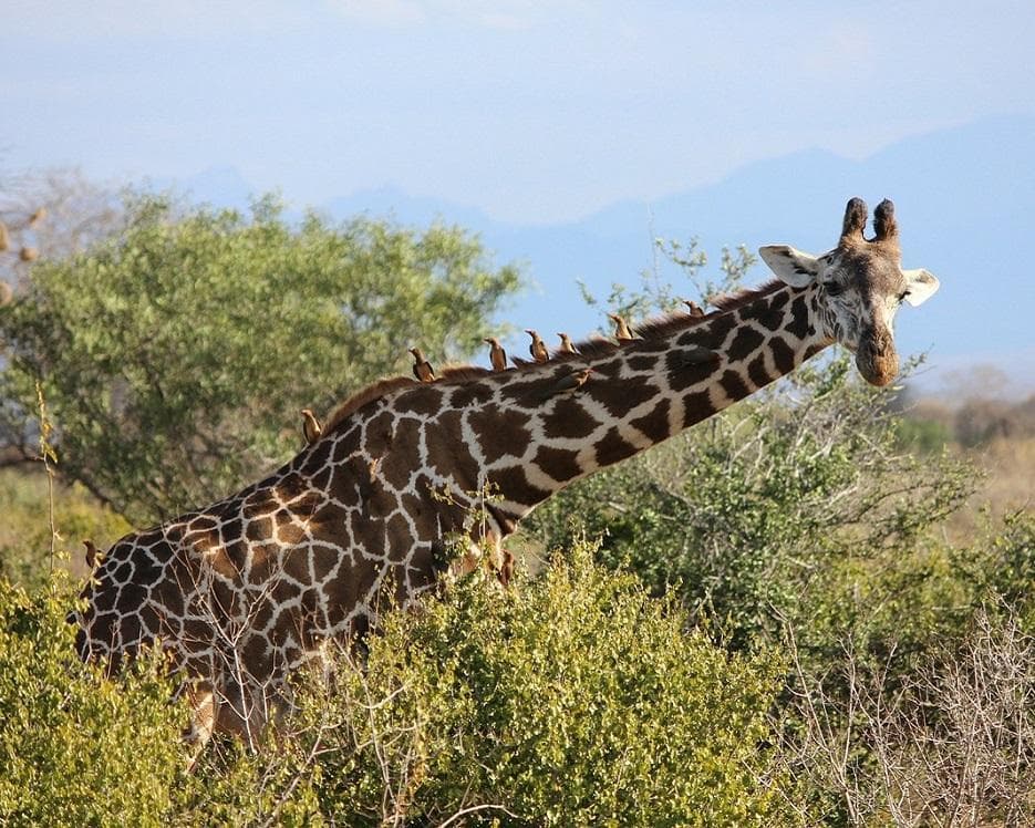 Safari "Savanne & Regenwald"