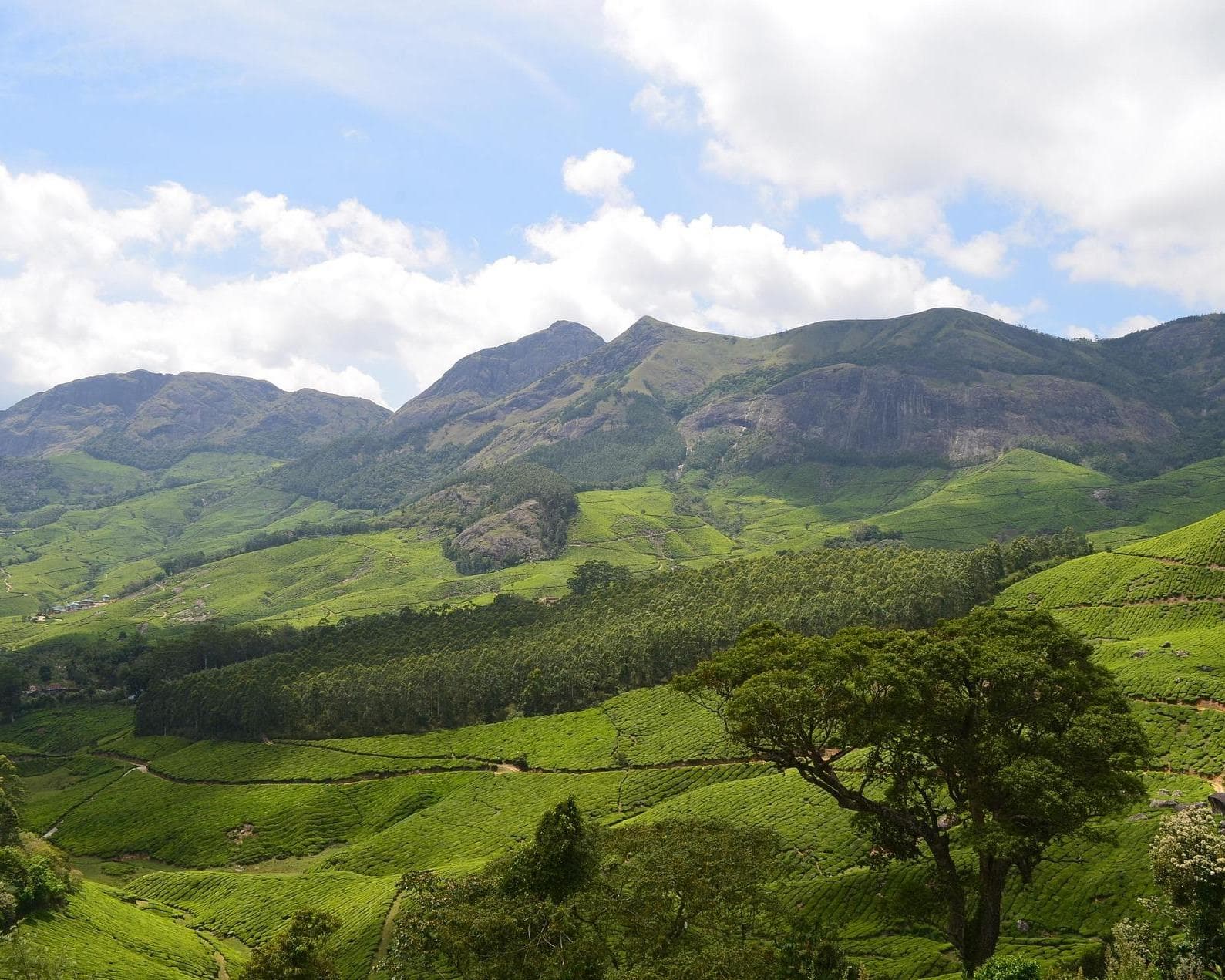 Private Kurztour "Kerala kompakt – Zwischen Teegenuss und Tradition"