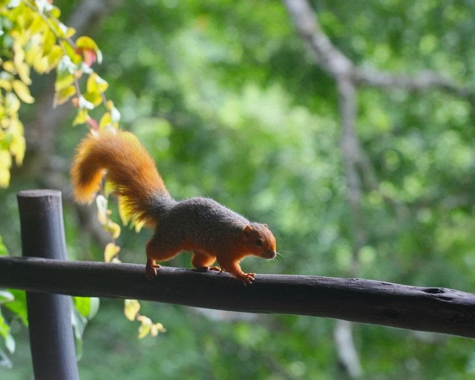 Safari "Savanne & Regenwald"