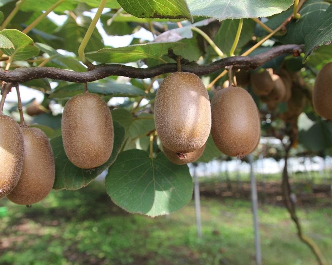 Neuseeland - Höhepunkte der Nordinsel Rundreise