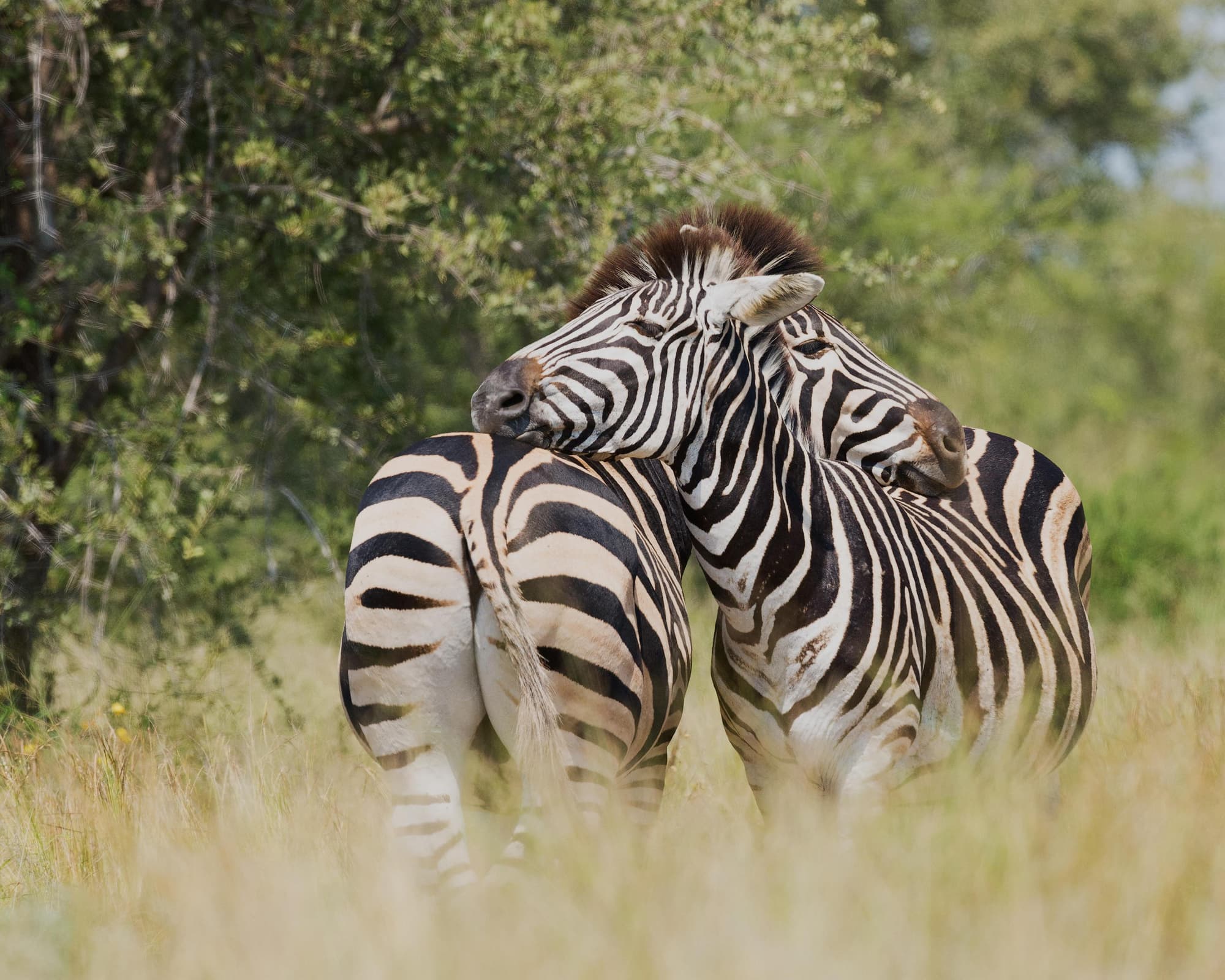 Safari "Entdeckung der Wildnis"