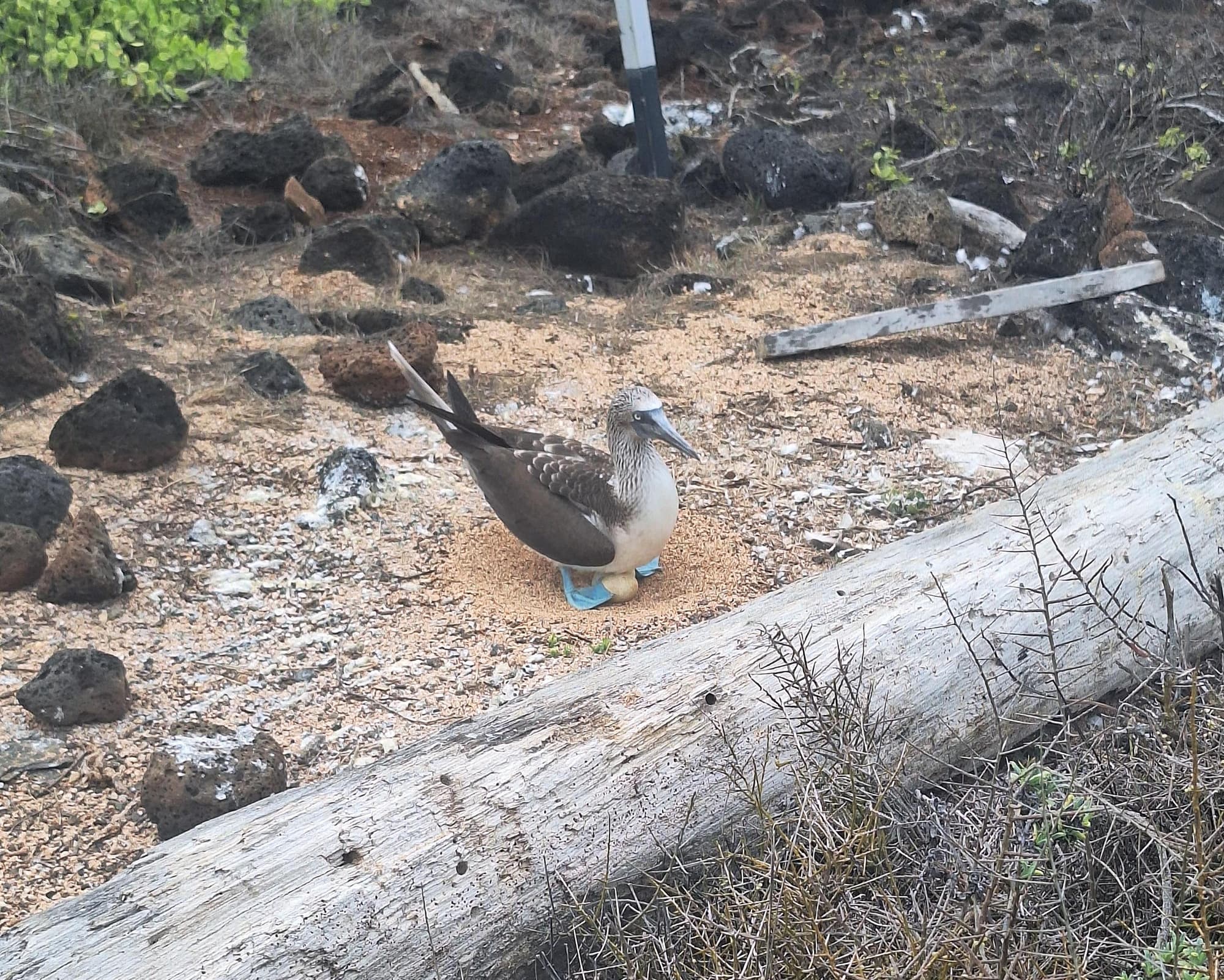 Quito and Galapagos 8 days