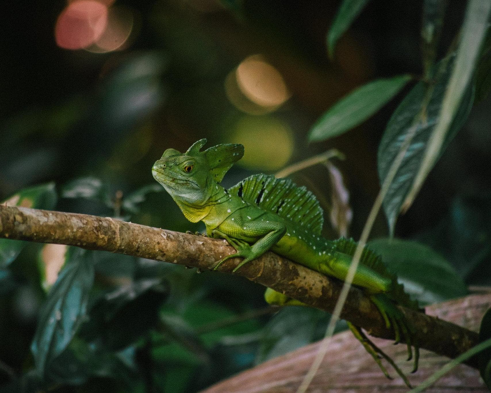 Kurztour "Tortuguero Mawamba Lodge" ab/bis Guapiles