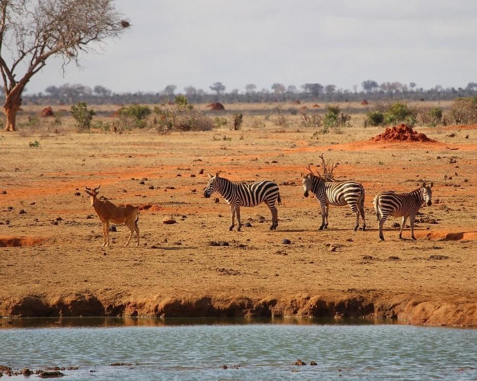 Safari "Savanne & Regenwald"