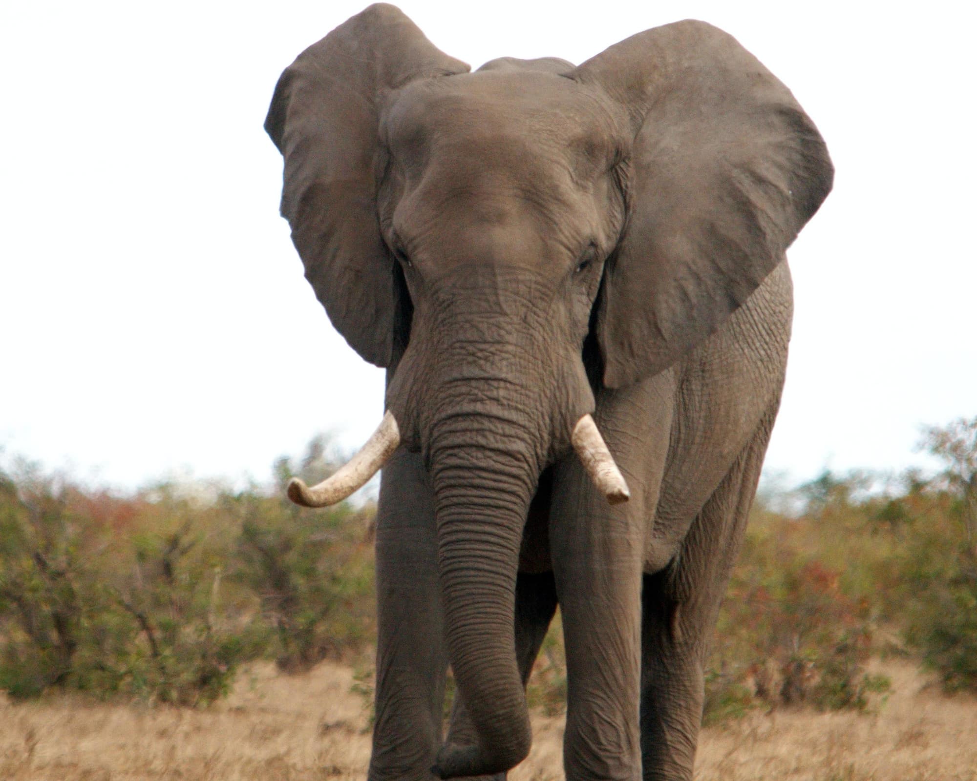 Safari  "Kruger Nationalpark" (3 Tage)