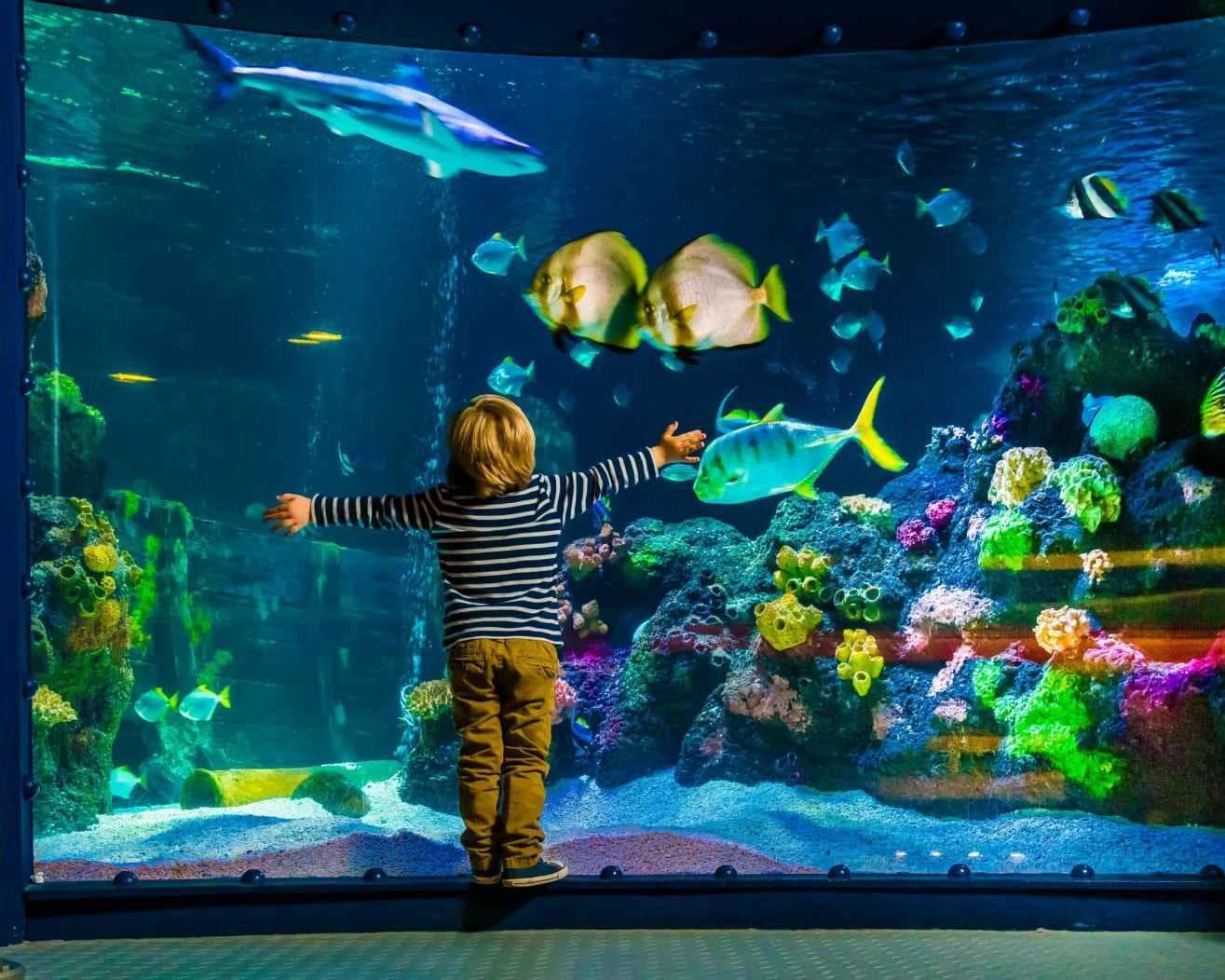 ORLANDO ESPECTACULAR 