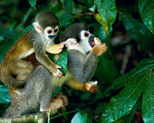 Conociendo el Amazonas