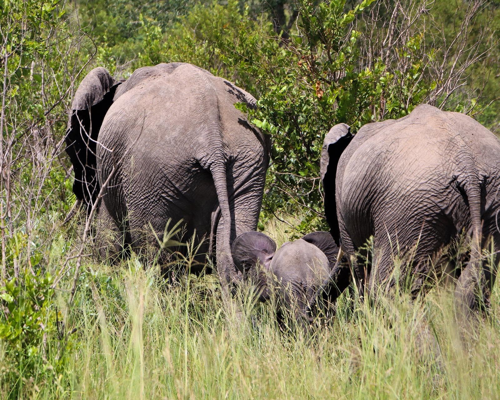 Safari "Südafrikas Wildparks"
