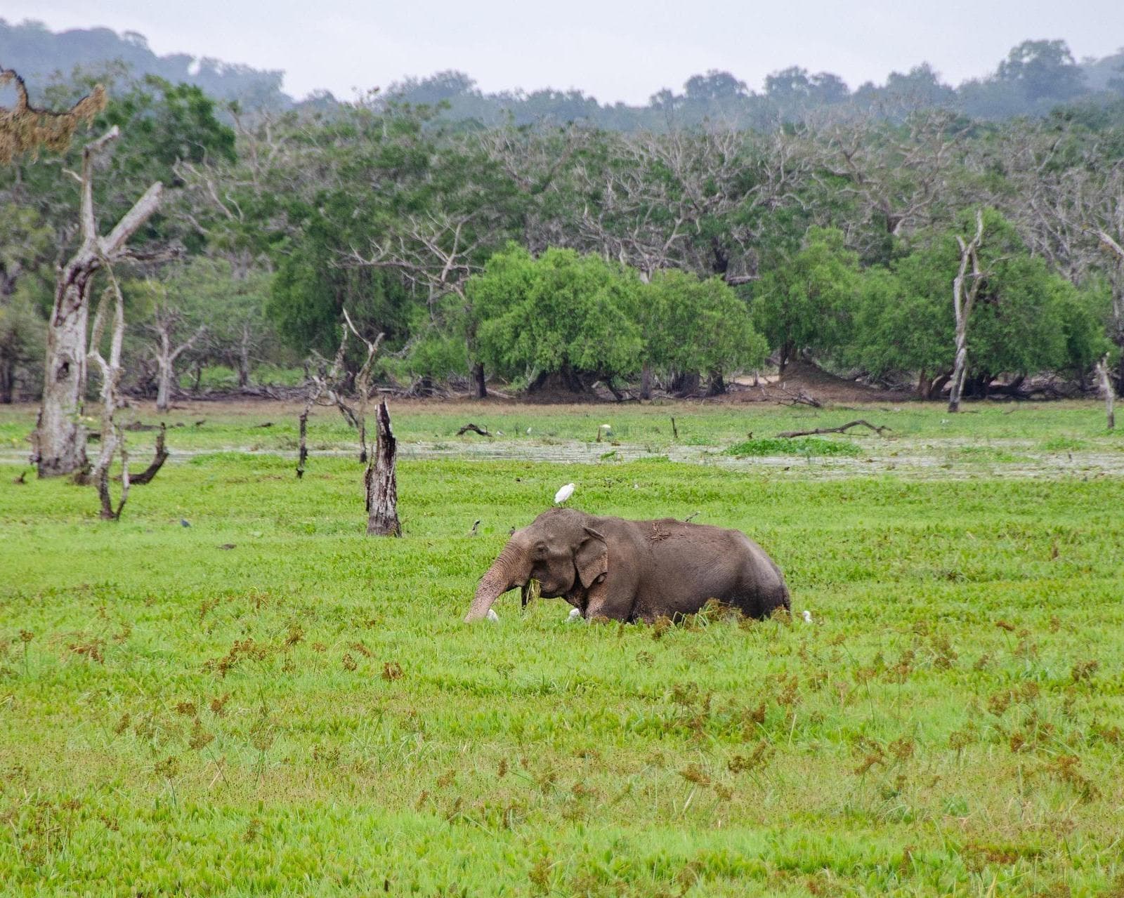 Privatrundreise "Einmaliges Sri Lanka" (ab Colombo bis Beruwela)