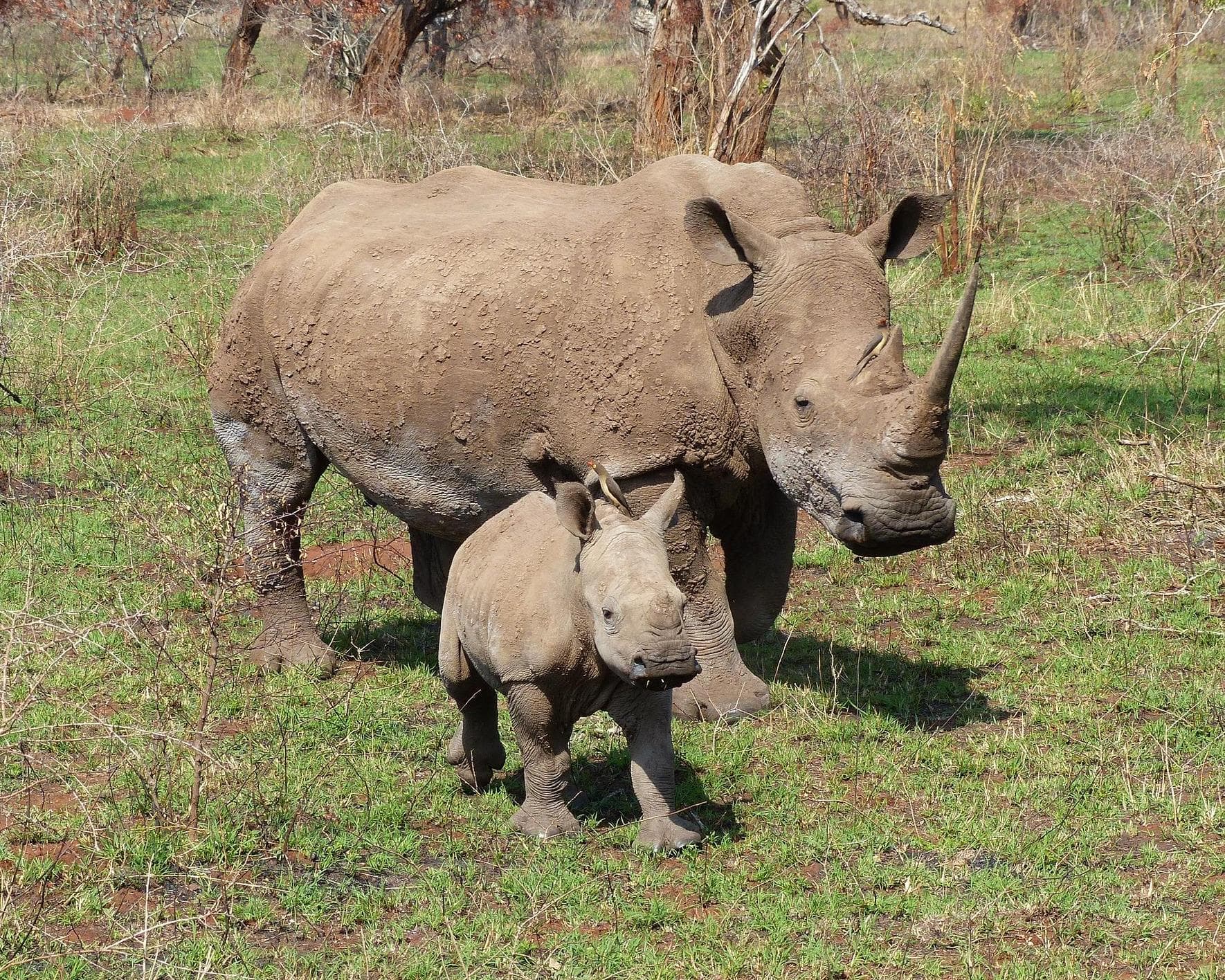 Safari "Südafrikas Wildparks"