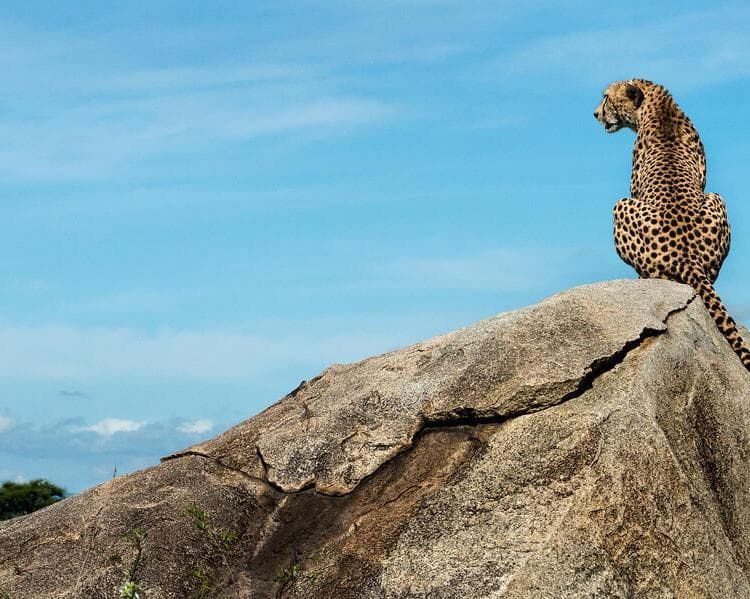 Safari "Tansania - auf der Pirsch am Kilimanjaro"