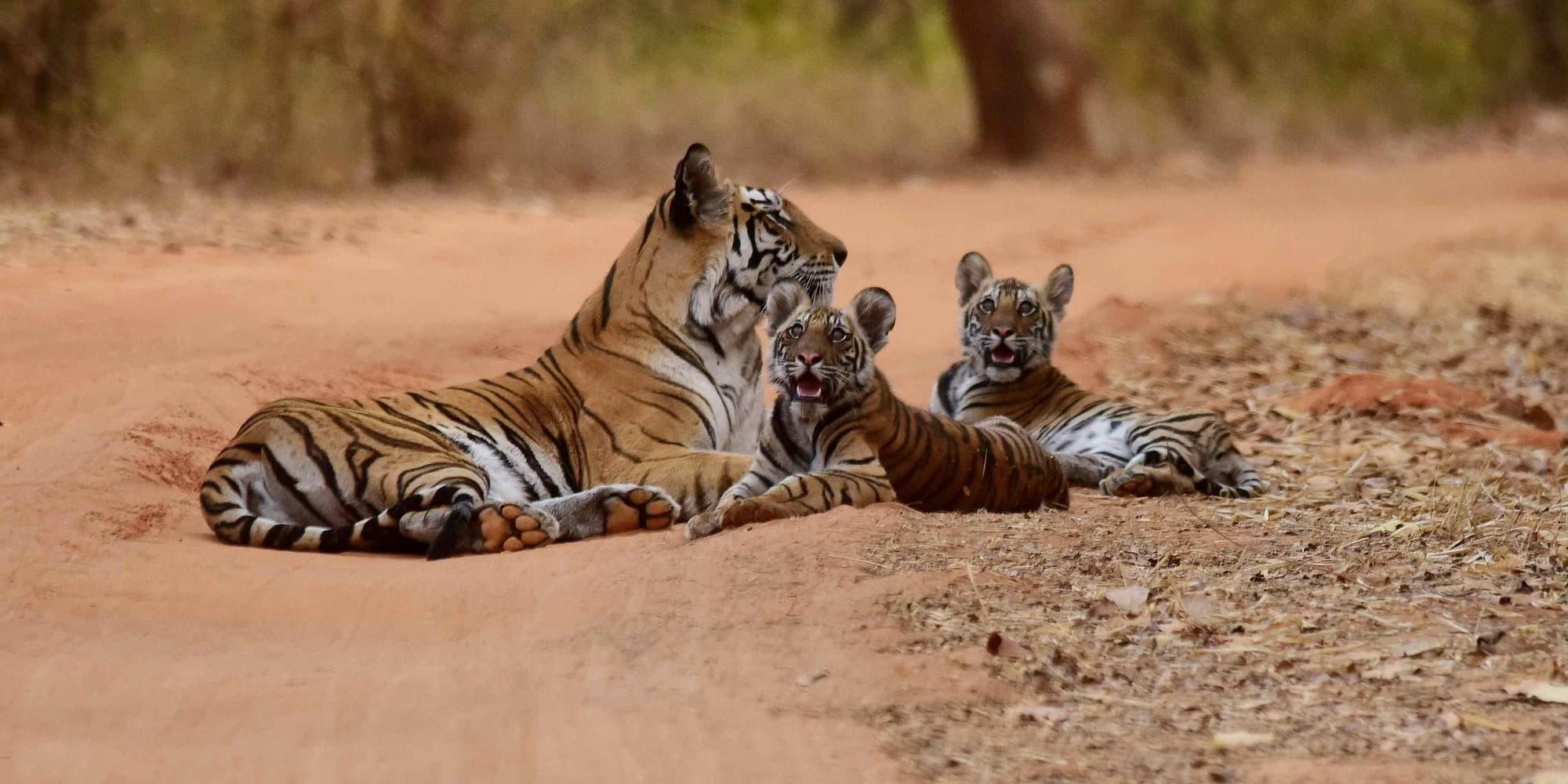 Giorno 4: RANTHAMBORE 