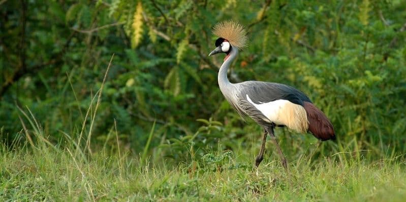 KIBALE FOREST NATIONAL PARK